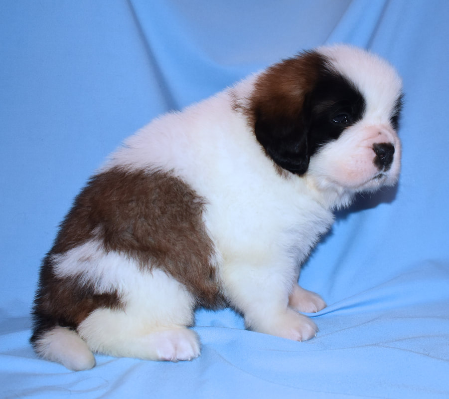 Saint Bernard Puppies For Sale